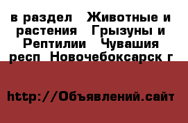  в раздел : Животные и растения » Грызуны и Рептилии . Чувашия респ.,Новочебоксарск г.